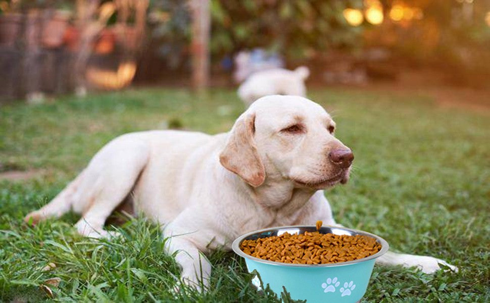 Cute Dog Bowls for Medium Large Dogs Feeding Bowls Water Bowls Stainless Steel Small Dog Food Bowl Elevated Raised Pet Feeders