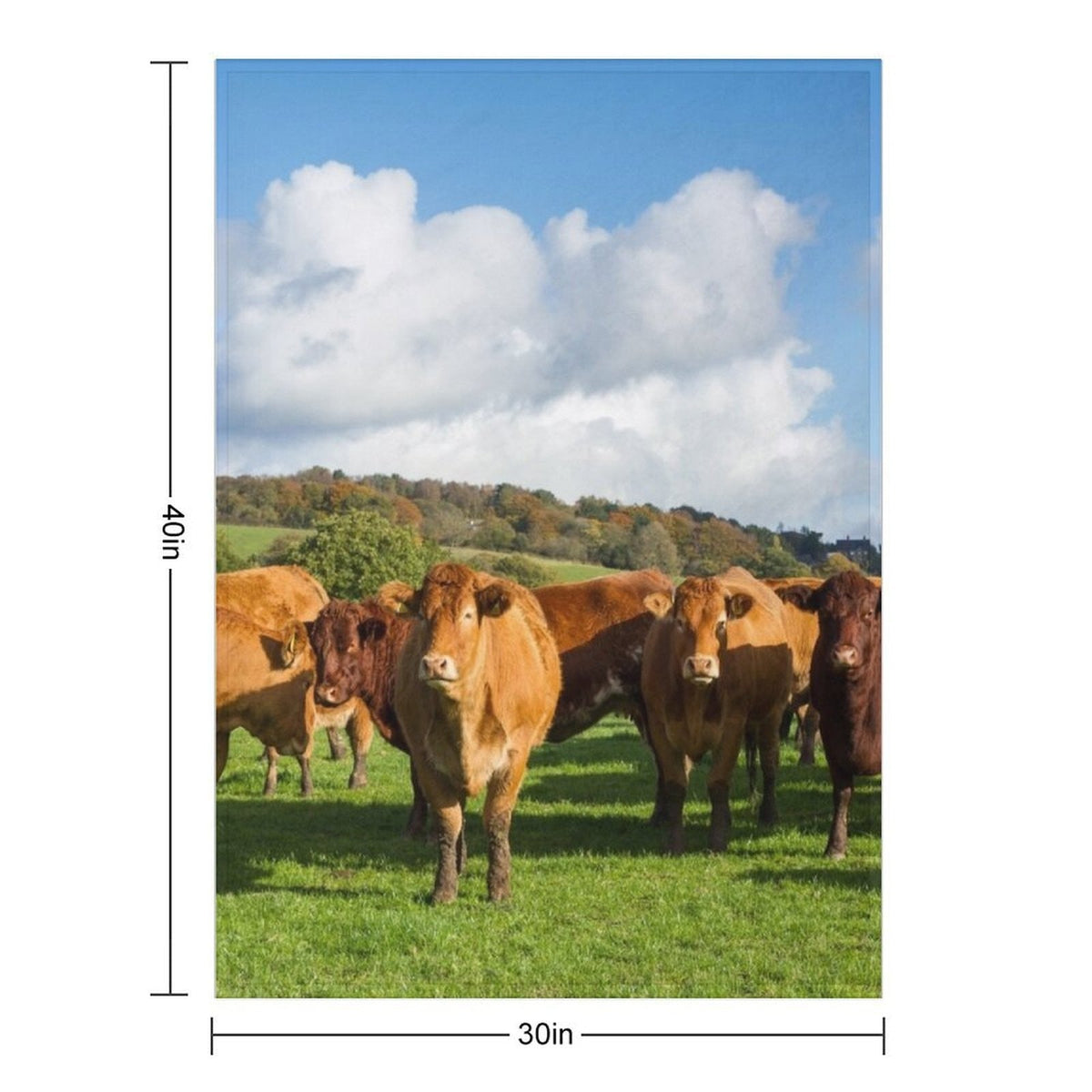 Limousin Cows Throw Blanket Cute Comforter Soft Big Heavy Blankets