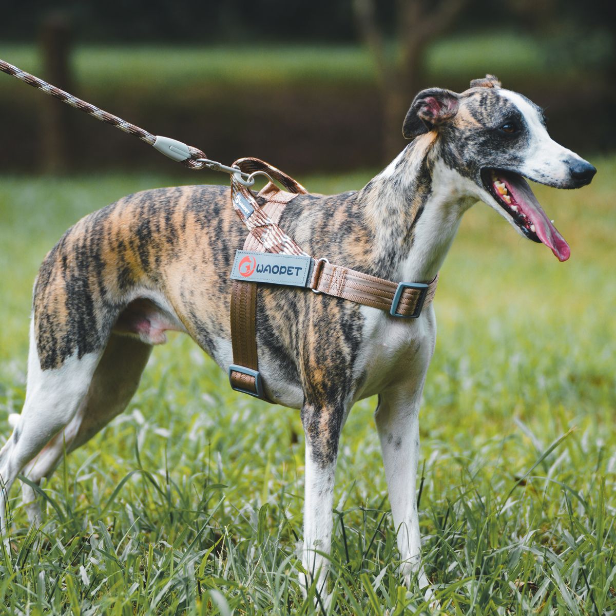 Pet Fashion Dog Harnesses For Medium And Large Walking Dogs Portable New Design Safety Chest Harness Colorful Collar Accessories