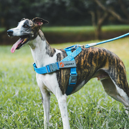 Pet Fashion Dog Harnesses For Medium And Large Walking Dogs Portable New Design Safety Chest Harness Colorful Collar Accessories