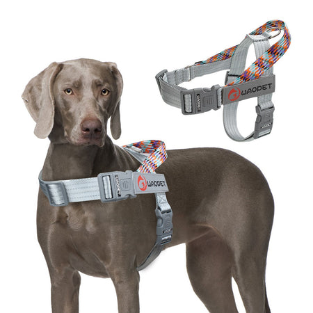 Pet Fashion Dog Harnesses For Medium And Large Walking Dogs Portable New Design Safety Chest Harness Colorful Collar Accessories