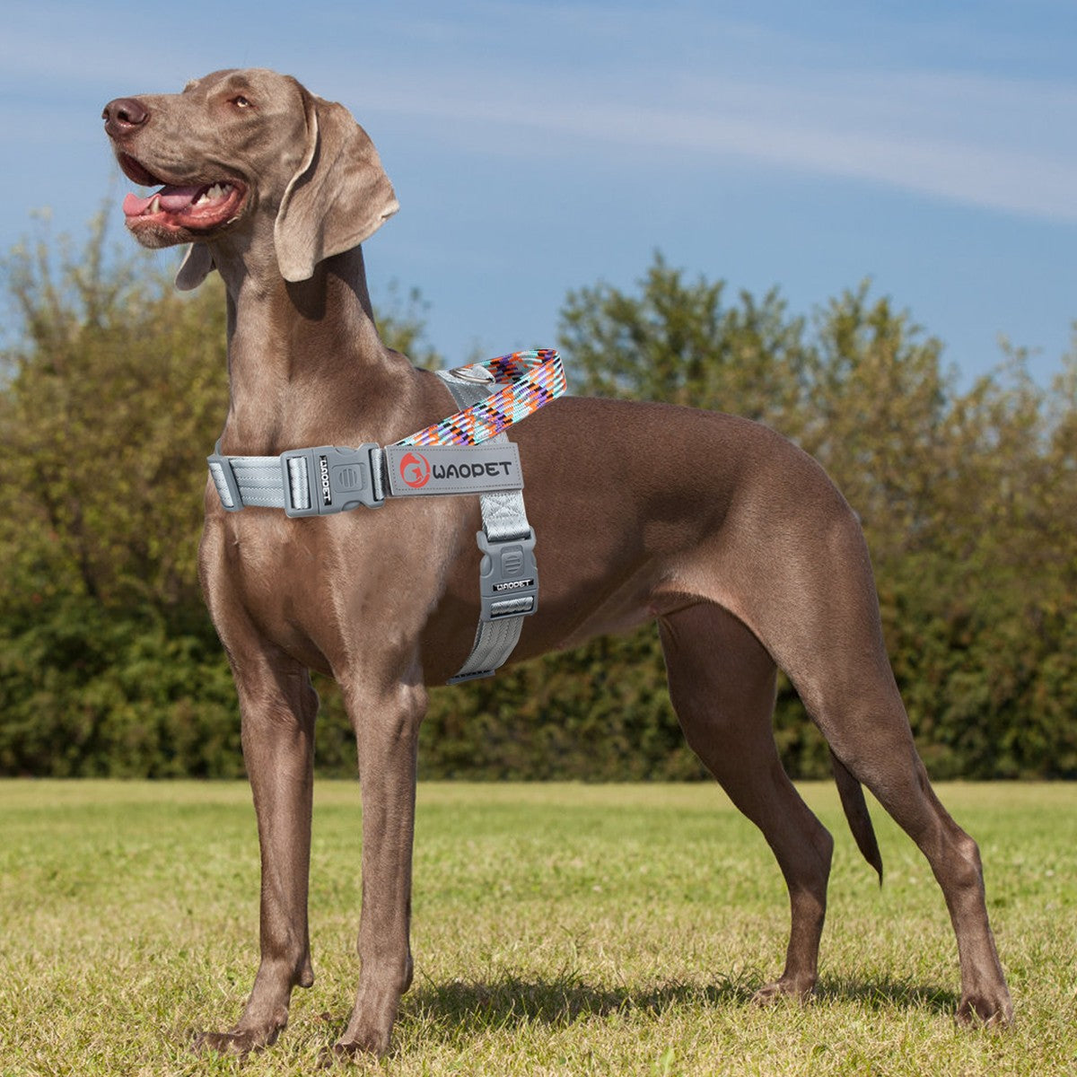 Pet Fashion Dog Harnesses For Medium And Large Walking Dogs Portable New Design Safety Chest Harness Colorful Collar Accessories