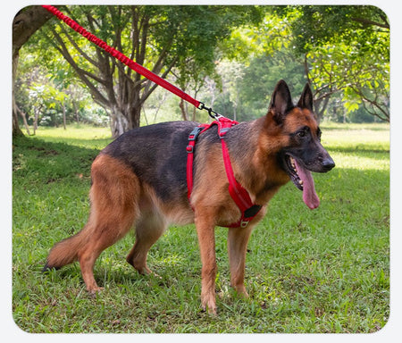 Dog Leads Leashes Durable Dual Traction Rope for Dogs Leash - Boost Safety and Control