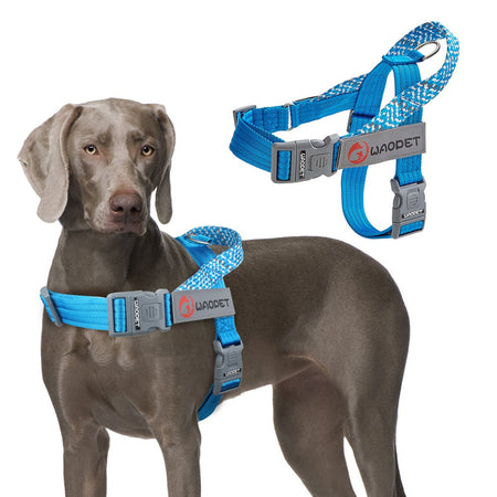 Pet Fashion Dog Harnesses For Medium And Large Walking Dogs Portable New Design Safety Chest Harness Colorful Collar Accessories