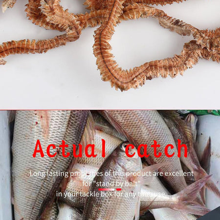 1Bag Dry Sandworms Fishing Lure Eco-friendly Fish Bait Portable Seductive Food For Aquatic Animals Enticement Usage 10g