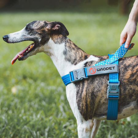 Pet Fashion Dog Harnesses For Medium And Large Walking Dogs Portable New Design Safety Chest Harness Colorful Collar Accessories