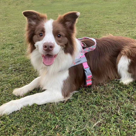 Pet Fashion Dog Harnesses For Medium And Large Walking Dogs Portable New Design Safety Chest Harness Colorful Collar Accessories